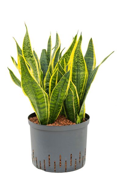 Sansevieria vrouwentong hydro plant