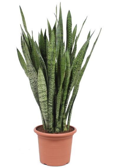 Sansevieria zeylanica 3