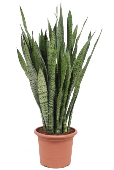 Sansevieria zeylanica 3