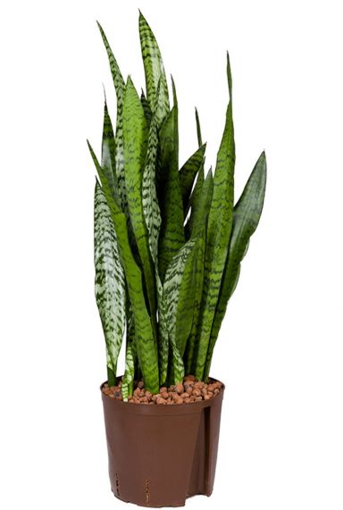 Sansevieria zeylanica hydro plant