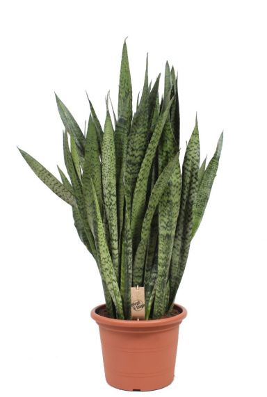 Sansevieria zeylanica kamerplant 5