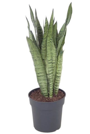 Sansevieria zeylanica plant