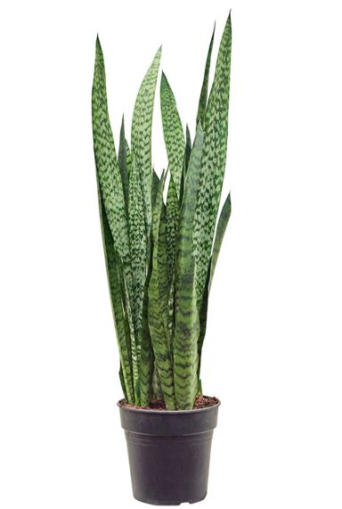 Sansevieria zeylanica plant 3