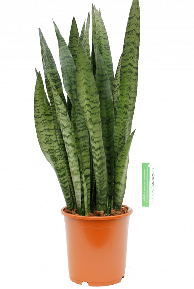 Sansevieria Zeylanica 21cm 