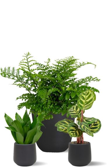 Schaduw planten in zwarte pot 1