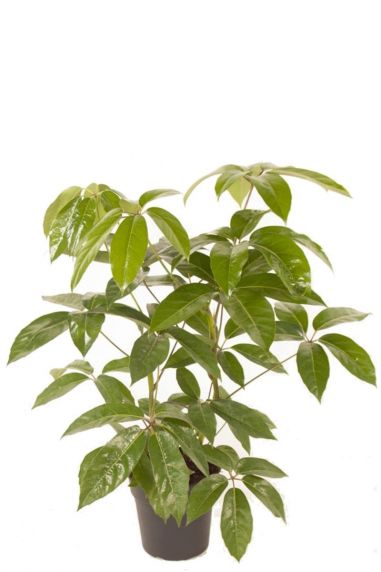 Schefflera actinophylla amate