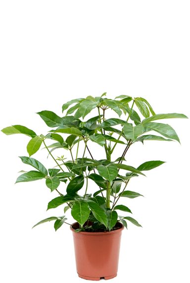 Schefflera actinophylla amate plant