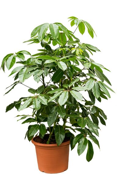 Schefflera amate kamerplant 1