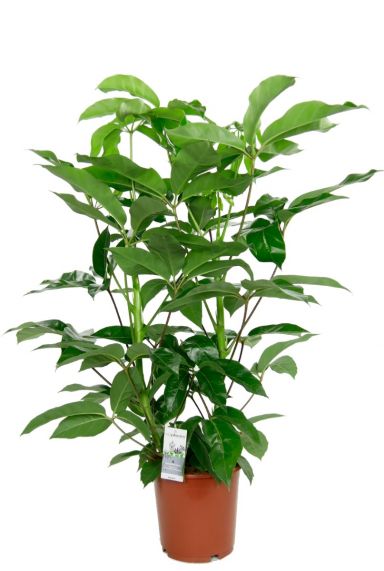 Schefflera amate kamerplant 2