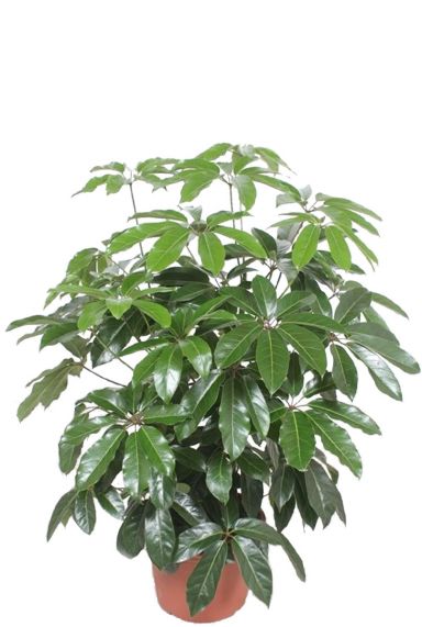 Schefflera amate plant