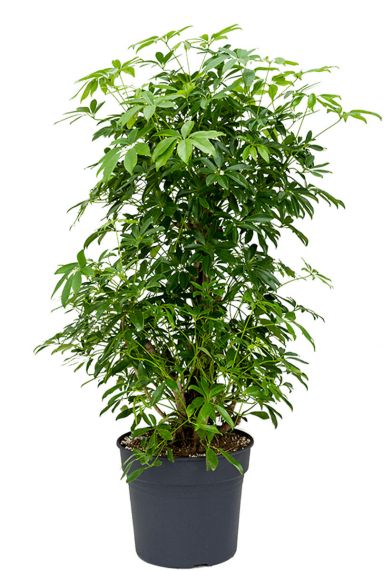 Schefflera arboricola 2