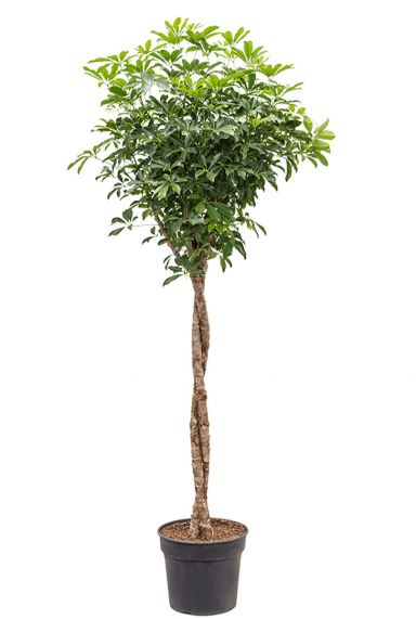 Schefflera arboricola boom