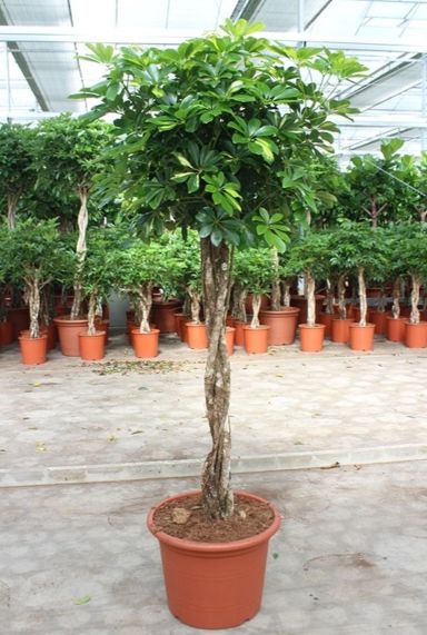 Schefflera arboricola gold capella