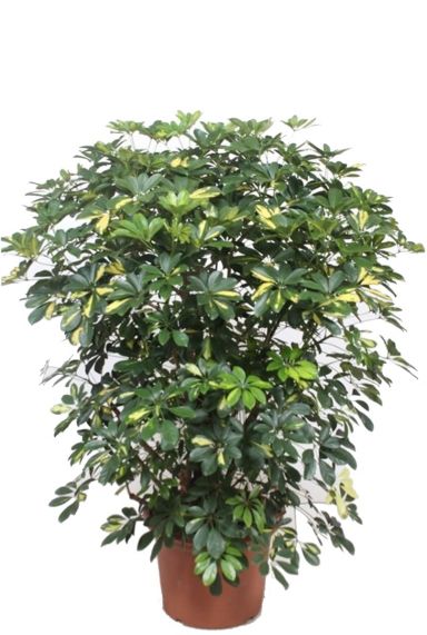 Schefflera arboricola gold capella plant