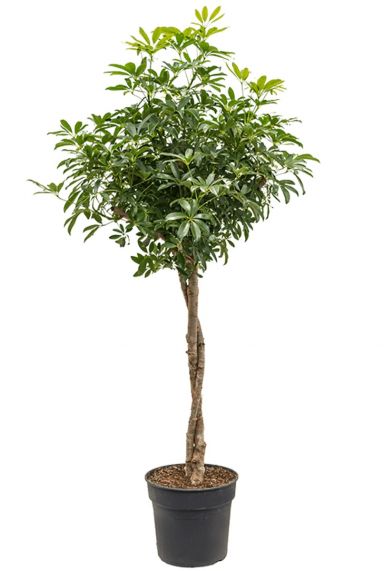 Schefflera arboricola kamerplant 1