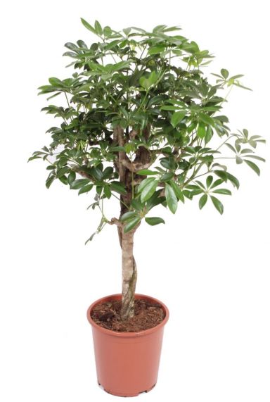 Schefflera arboricola kamerplant 4