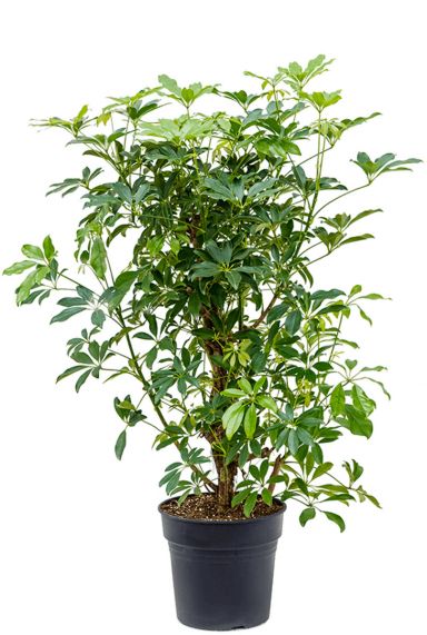 Schefflera arboricola plant 1 2