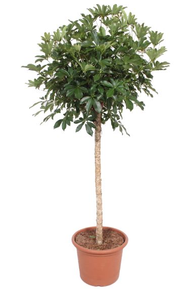 Schefflera compacta groot