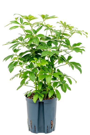 Schefflera compacta hydro plant