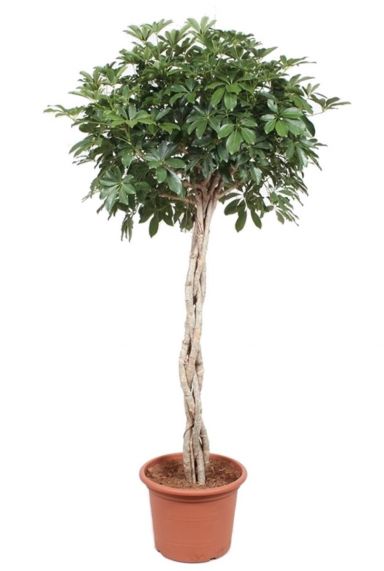 Schefflera compacta kamerplant 1 3