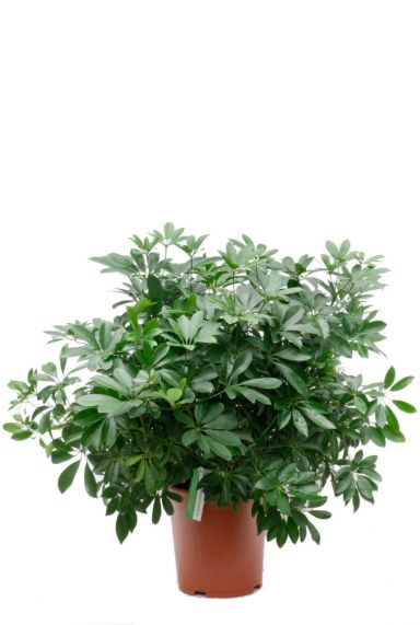 Schefflera Compacta