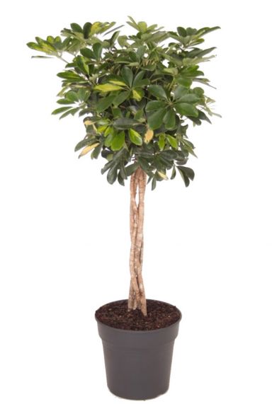 Schefflera gold capella kamerplant 4