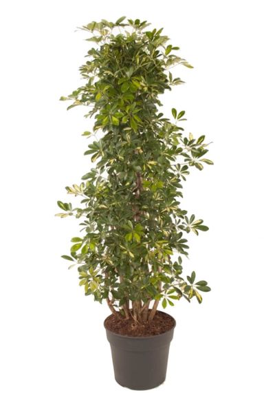 Schefflera gold capella plant 1