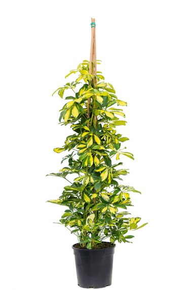 Schefflera gold capella plant 7