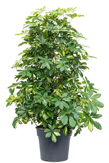 Schefflera gold capella