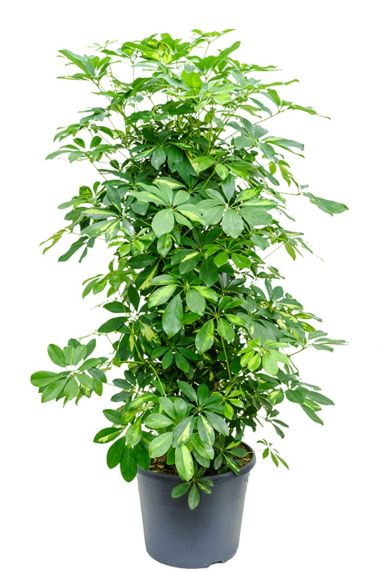 Schefflera gold capella struik