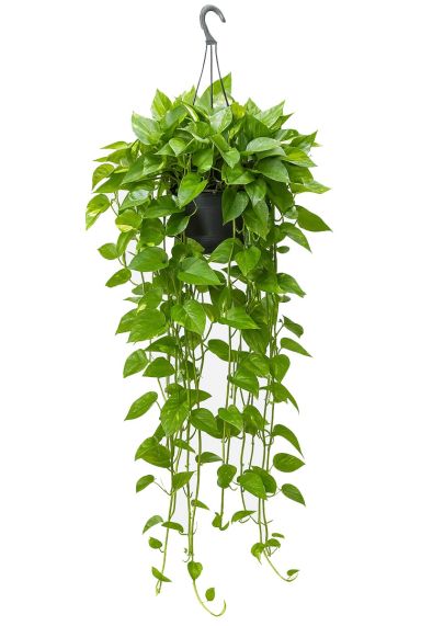 Scindapsus aureum 2 2