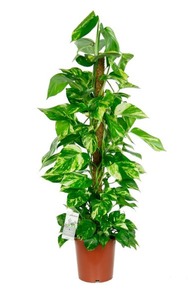 Scindapsus aureum kamerplant 2