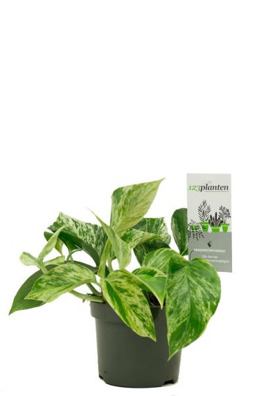 Scindapsus marble queen plant