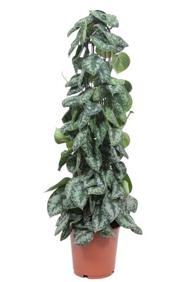Scindapsus trebie 1 1