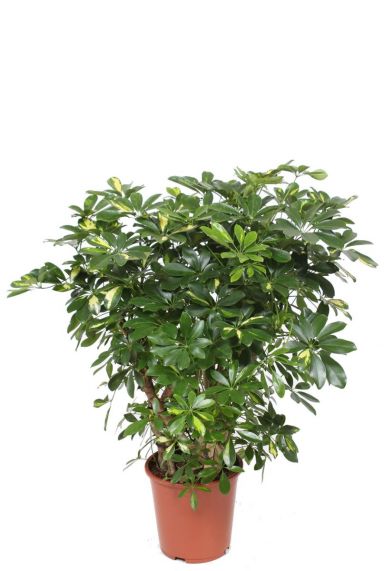 Schefflera Gold Capella