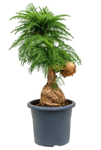 Sierlijke araucaria cunninghamii kopen