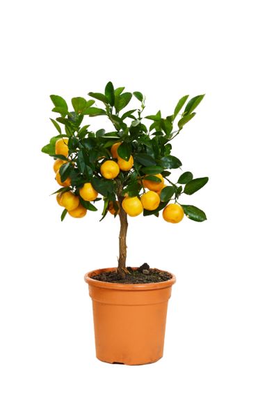 Sinaasappelboom citrus calamondin - tuinplant klein-2