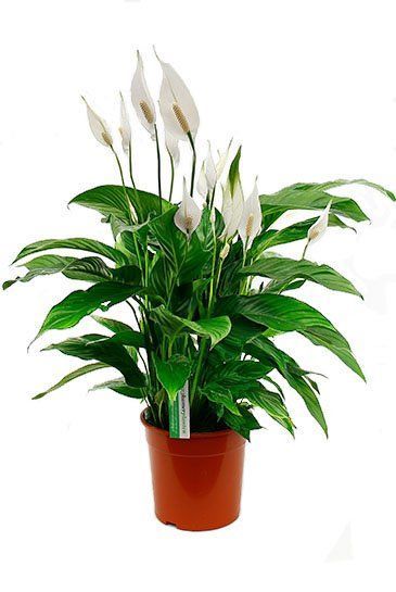 Spathiphyllum sweet lauretta