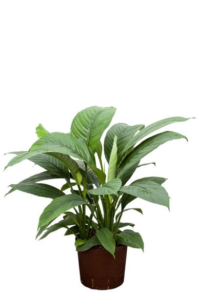 Spathiphyllum hydrocultuur