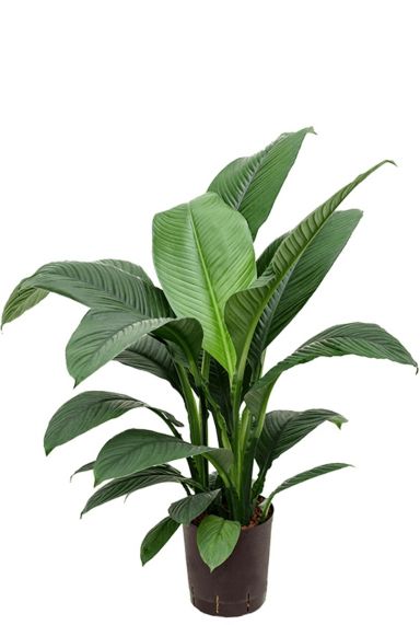 Spathiphyllum hydrocultuur kamerplant 1