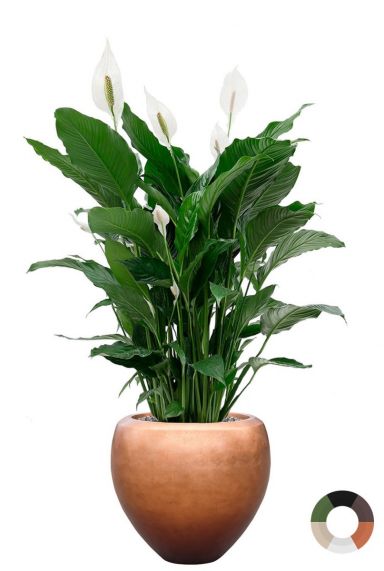 Spathiphyllum in luxe pot 1