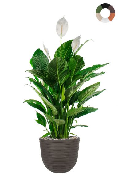 Spathiphyllum in pot