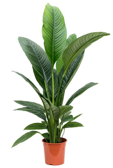 Spathiphyllum sensation