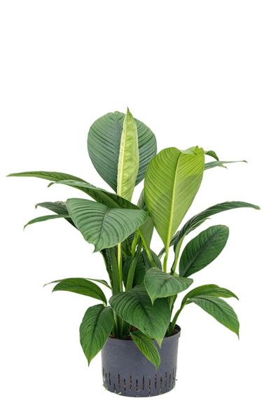 Spathiphyllum sensation hydro