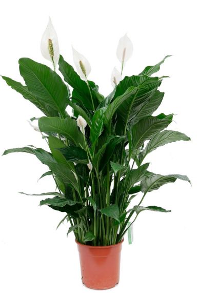 Spathiphyllum sweet sebastiano lepelplant