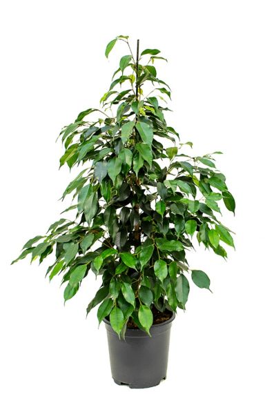 Sterke ficus danielle huisplanten