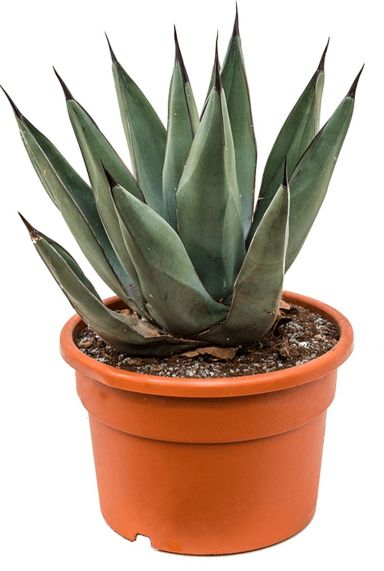 Sterke plant agave nigra kopen