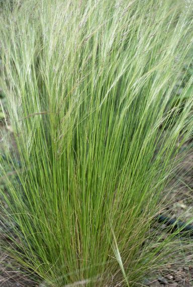 Stipa tenuissima ponytails tuinplant