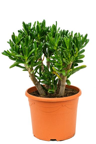 Stoere crassula gollum kamerplant kopen