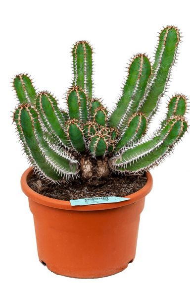 Stoere euphorbia avasmontana kopen 1